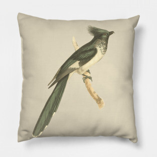Black and White-throated Cuckoo Vintage Bird Illustration Pillow
