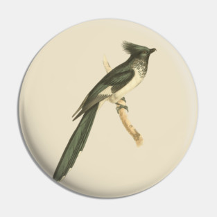 Black and White-throated Cuckoo Vintage Bird Illustration Pin