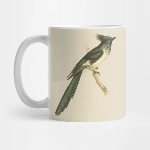 Black and White-throated Cuckoo Vintage Bird Illustration by TuncGK