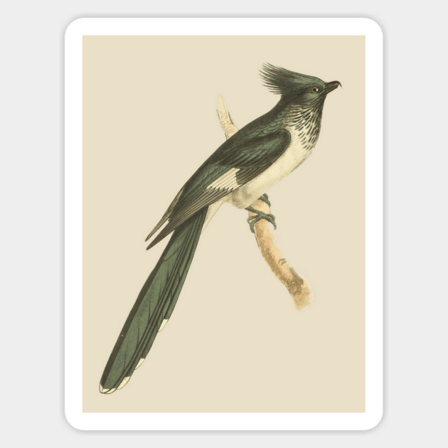 Black and White-throated Cuckoo Vintage Bird Illustration Magnet by TuncGK