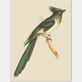 Black and White-throated Cuckoo Vintage Bird Illustration Posters and Art