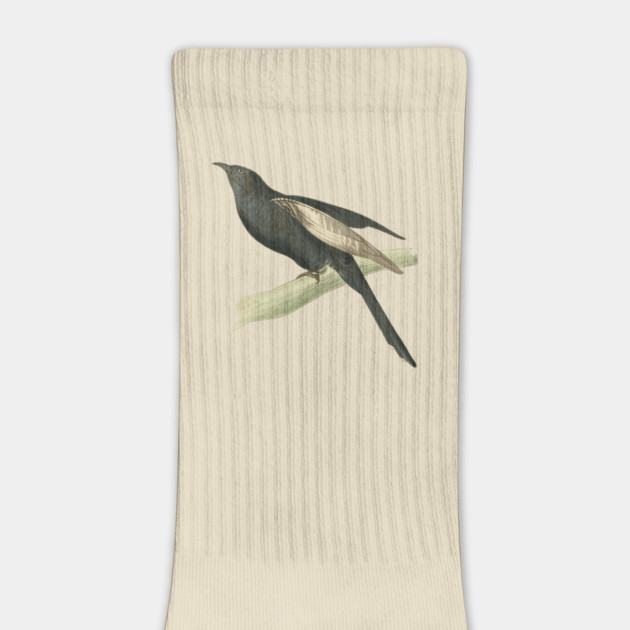 Black Cuckoo Vintage Bird Illustration by William Swainson by TuncGK