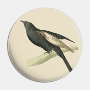 Black Cuckoo Vintage Bird Illustration by William Swainson Pin