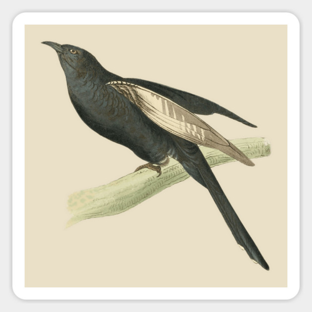 Black Cuckoo Vintage Bird Illustration by William Swainson Magnet by TuncGK