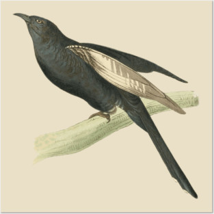 Black Cuckoo Vintage Bird Illustration by William Swainson Posters and Art