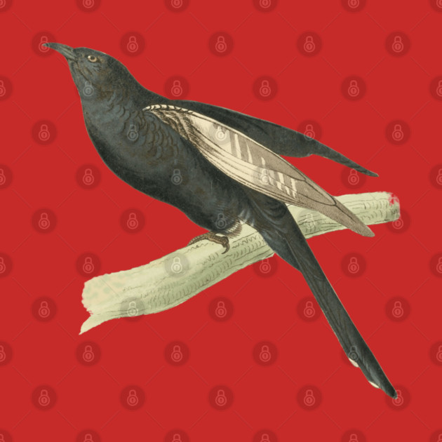 Black Cuckoo Vintage Bird Illustration by William Swainson by TuncGK
