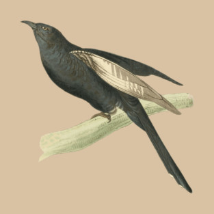 Black Cuckoo Vintage Bird Illustration by William Swainson T-Shirt