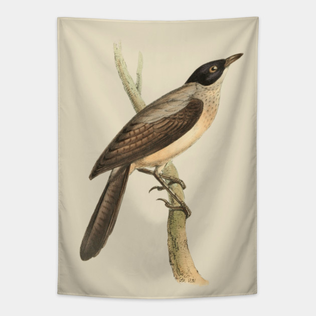Blackcap Babbler Bird Vintage Print by Swainson Tapestry by TuncGK