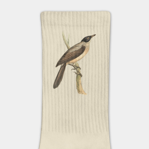 Blackcap Babbler Bird Vintage Print by Swainson by TuncGK