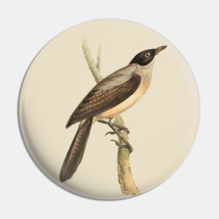 Blackcap Babbler Bird Vintage Print by Swainson Pin