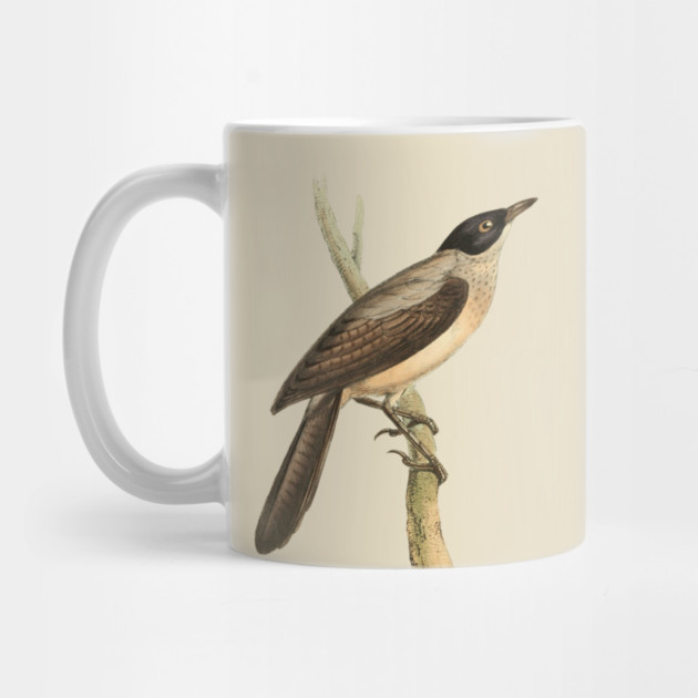 Blackcap Babbler Bird Vintage Print by Swainson by TuncGK