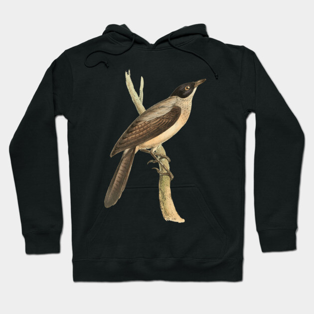 Blackcap Babbler Bird Vintage Print by Swainson Hoodie by TuncGK