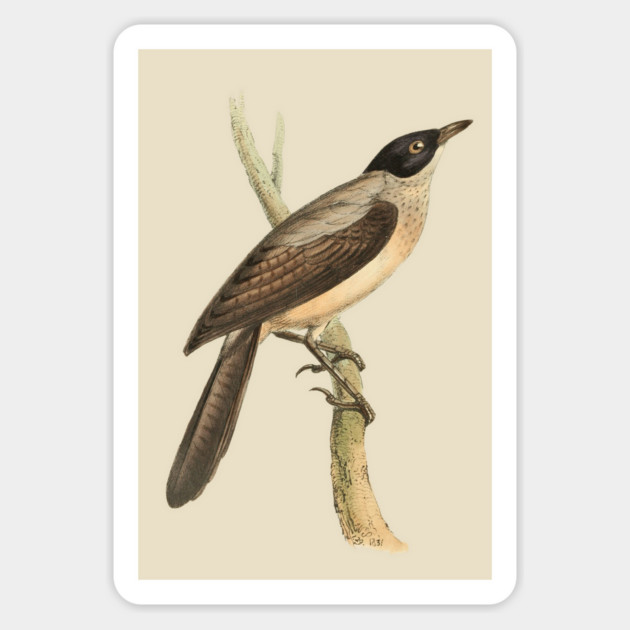 Blackcap Babbler Bird Vintage Print by Swainson Magnet by TuncGK