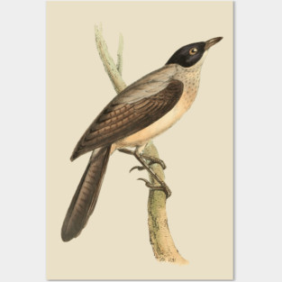 Blackcap Babbler Bird Vintage Print by Swainson Posters and Art