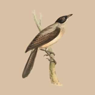 Blackcap Babbler Bird Vintage Print by Swainson T-Shirt