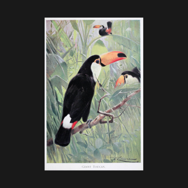 Giant Toucan by Jeramy's Store 1