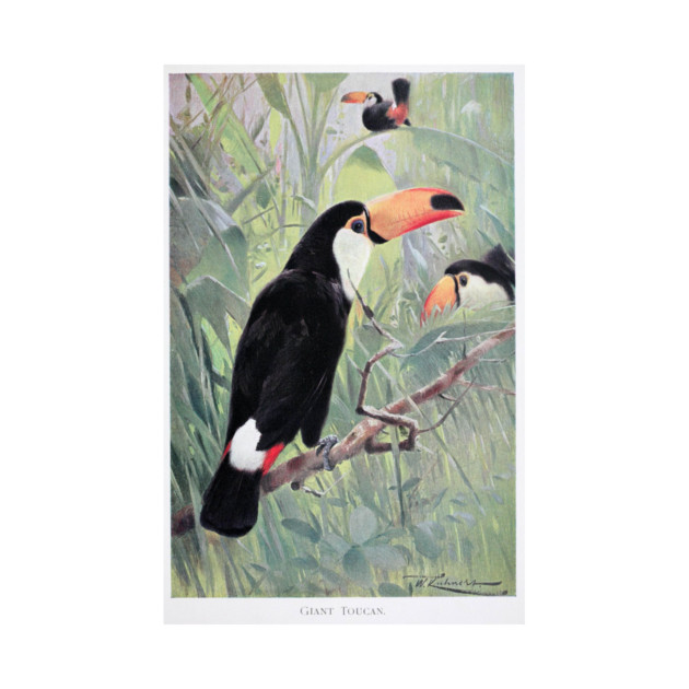 Giant Toucan by Jeramy's Store 1