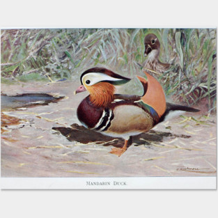 Mandarin Duck Posters and Art