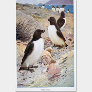 Razorbill Posters and Art