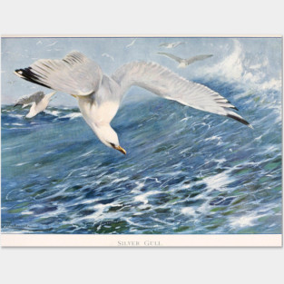Silver Gull Posters and Art
