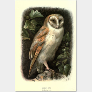 Barn Owl Posters and Art