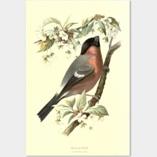 Bullfinch Posters and Art