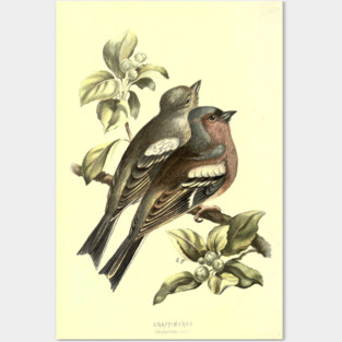Chaffinch Posters and Art