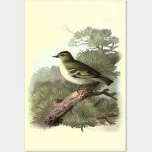 Golden Crested Wren Posters and Art