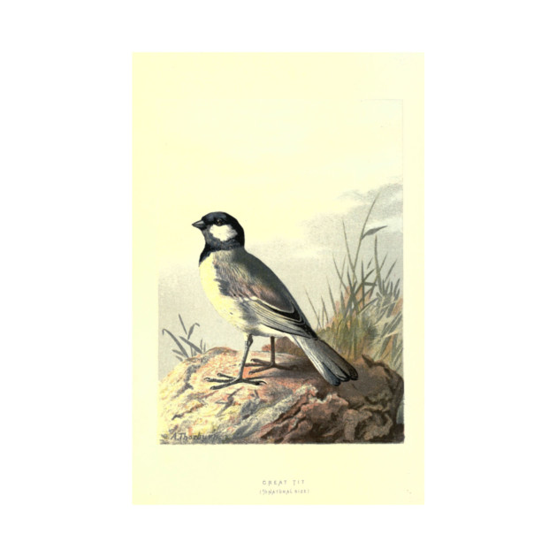 Great Tit by Jeramy's Store 1