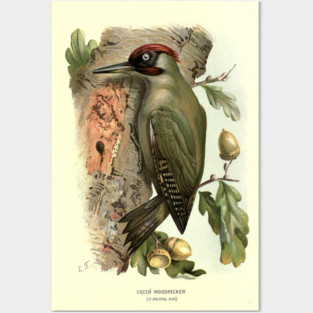 Green Woodpecker Posters and Art