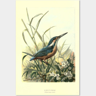 Kingfisher Posters and Art