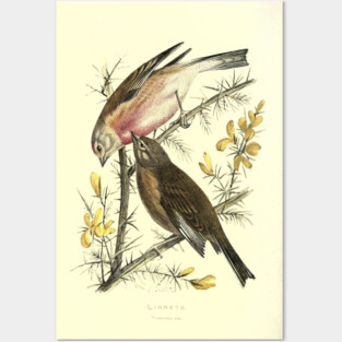 Linnets Posters and Art