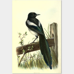 Magpie Posters and Art
