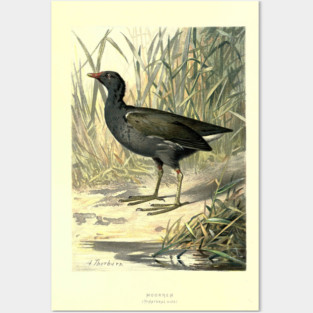 Moorhen Posters and Art