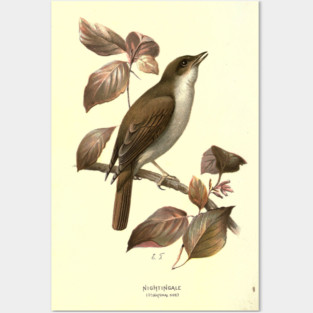 Nightingale Posters and Art