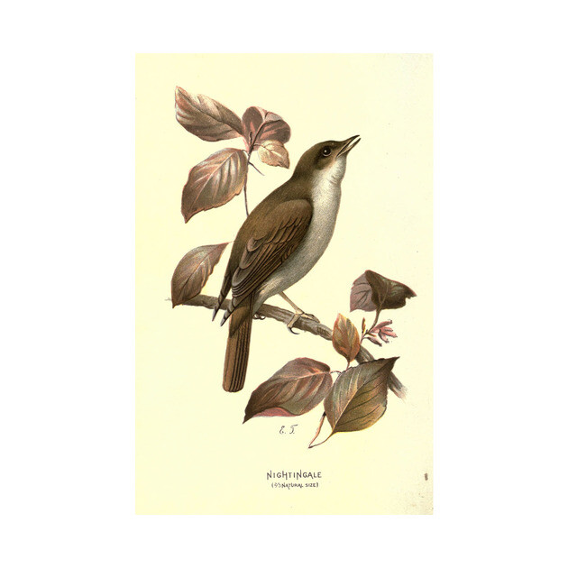 Nightingale by Jeramy's Store 1