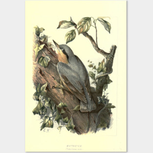 Nuthatch Posters and Art