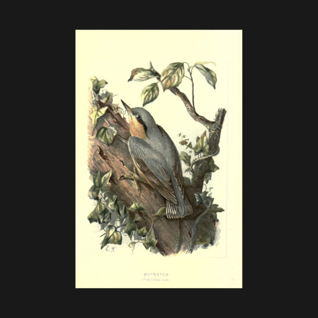 Nuthatch by Jeramy's Store 1