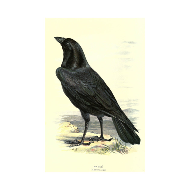 Raven by Jeramy's Store 1