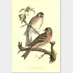 Red Poll Posters and Art