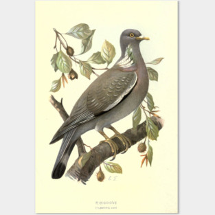 Ringdove Posters and Art