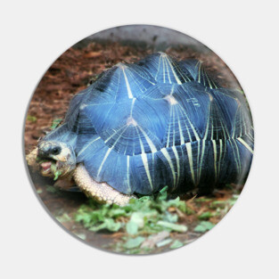 Tortoise Pin