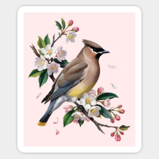 Vintage Cedar Waxwing with Spring Blossoms Magnet