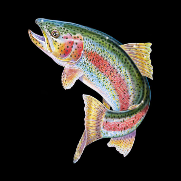 Rainbow Trout by Tim Jeffs Art
