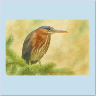 Green Heron Posters and Art