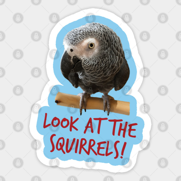 Look at the squirrels! Sticker by Einstein Parrot