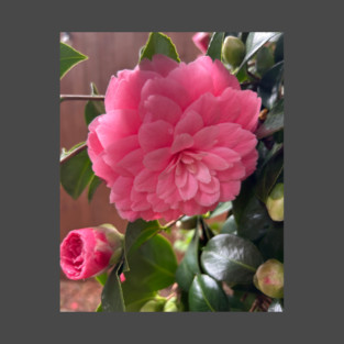 Bold Pink Camellia Bloom T-Shirt
