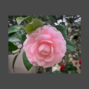 Camellia Soft Pink Bloom T-Shirt