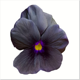 Black Viola Flower Photo Posters and Art