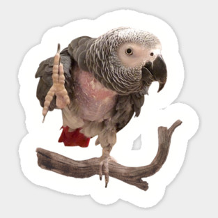 Einstein Parrot Waving Magnet